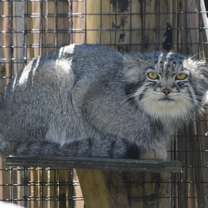 A photograph of Bat-Erdene in The Lakeland Wildlife Oasis