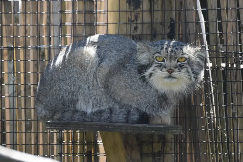 A photograph of Bat-Erdene in The Lakeland Wildlife Oasis