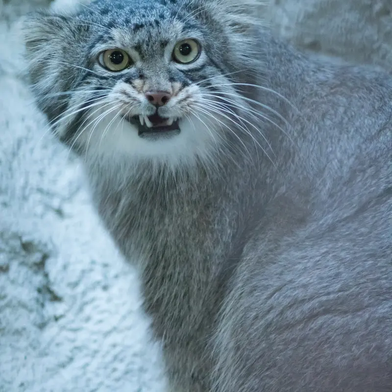 A photograph of Figa in Nogeyama Zoo