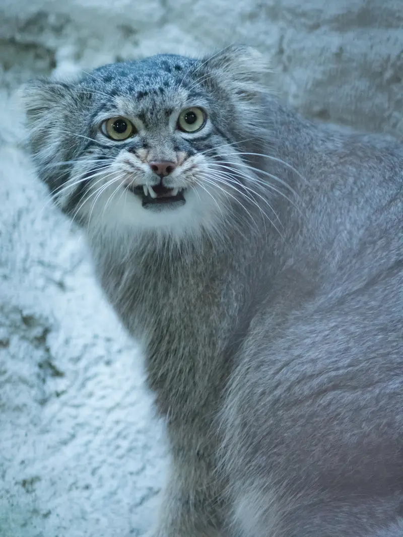 A photograph of Figa in Nogeyama Zoo