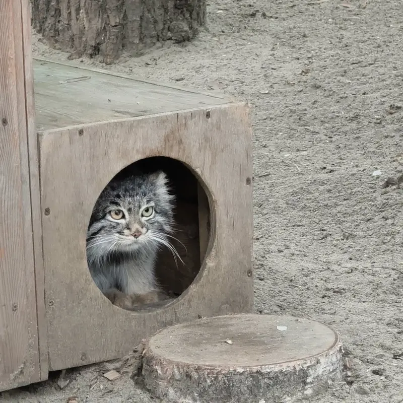 A photograph of a Pallas's cat in Novosibirsk Zoo