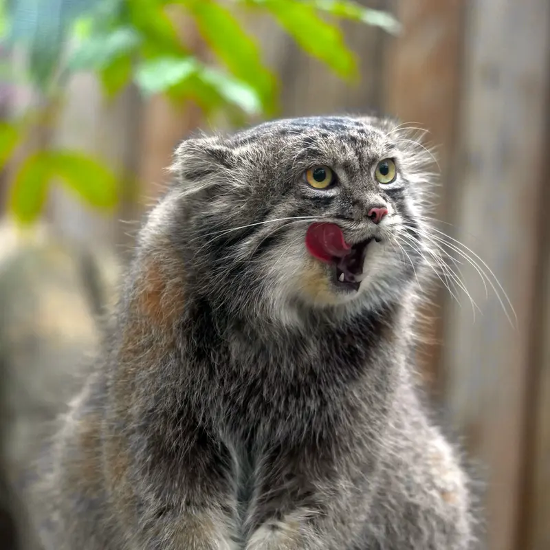 A photograph of Nar in Kobe Animal Kingdom