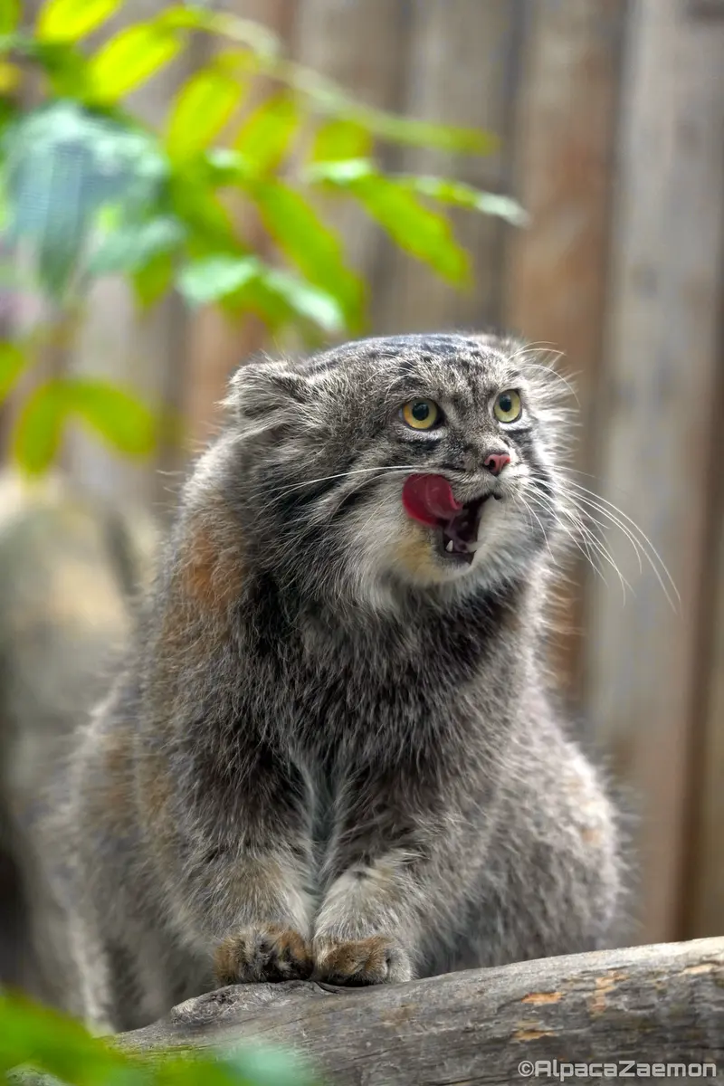 A photograph of Nar in Kobe Animal Kingdom