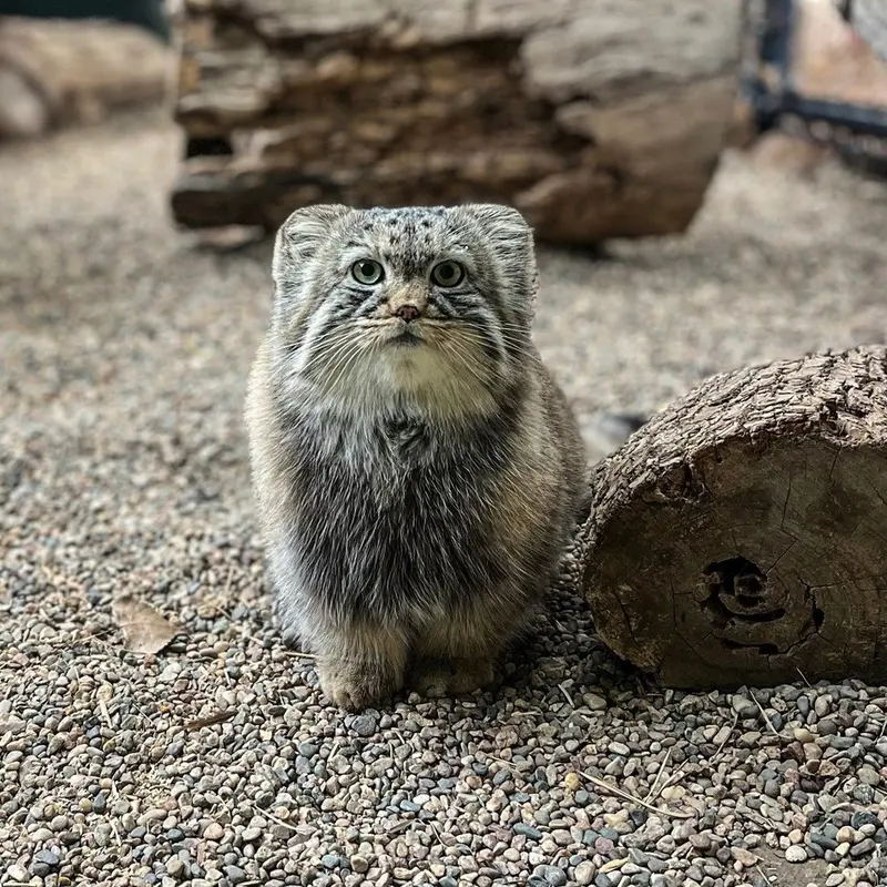 A photograph of Tashi in Great Plains Zoo