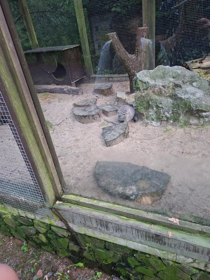 A photograph of a Pallas&#039;s cat in Košice Zoo
