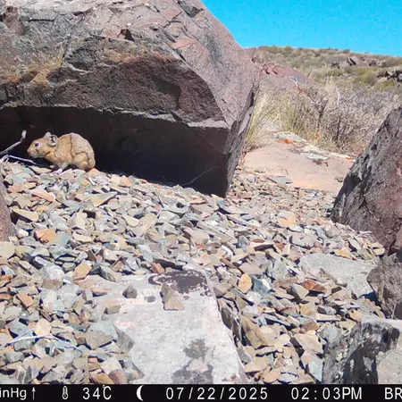 A photograph of Kazakh pika from Kiikbai camera trap