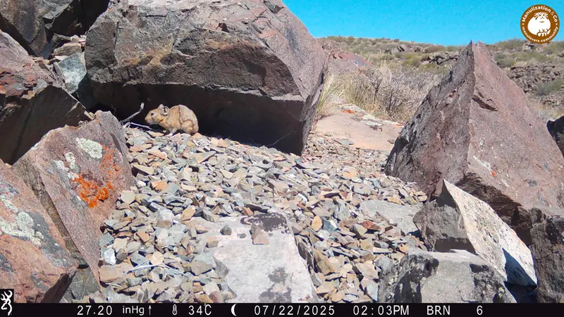 A photograph of Kazakh pika from Kiikbai camera trap