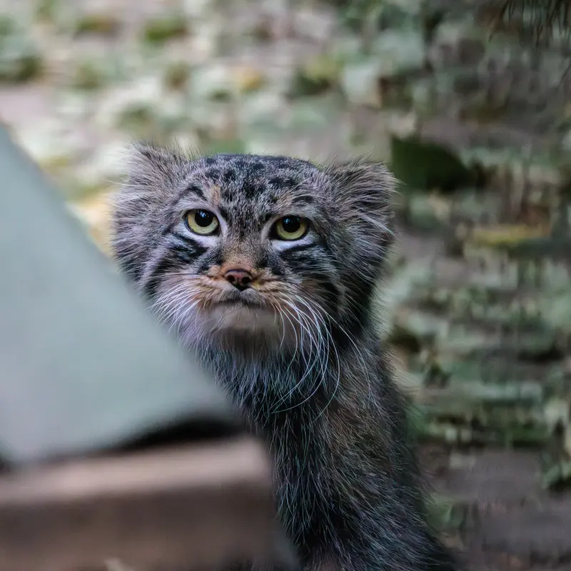 A photograph of Leon in Novosibirsk Zoo