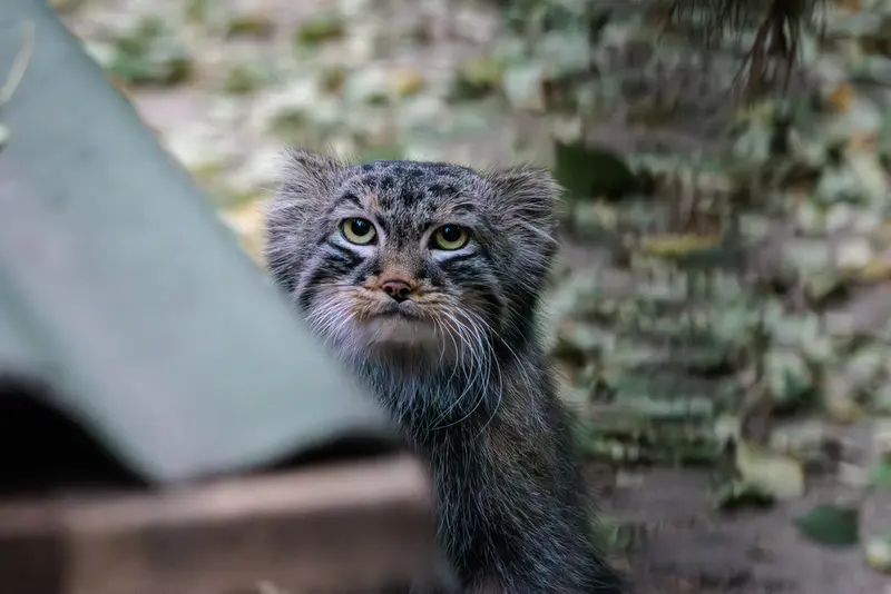 A photograph of Leon in Novosibirsk Zoo