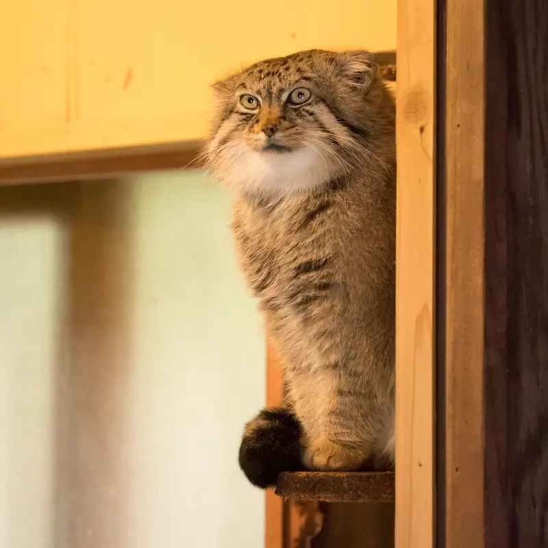 A photograph of Lotos in Saitama Children's Zoo