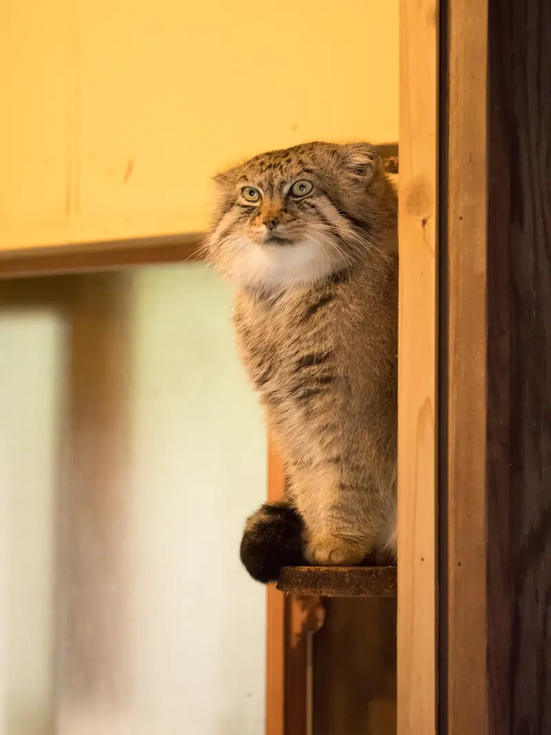 A photograph of Lotos in Saitama Children's Zoo