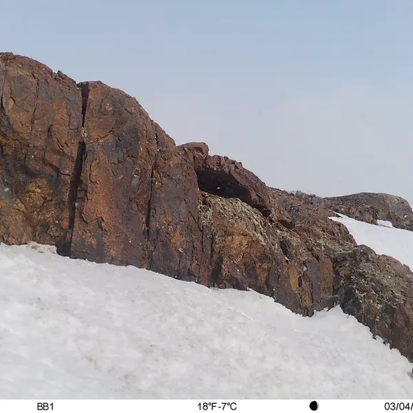 A photograph of Otocolobus manul manul from Aktas-Kunkora [new] camera trap