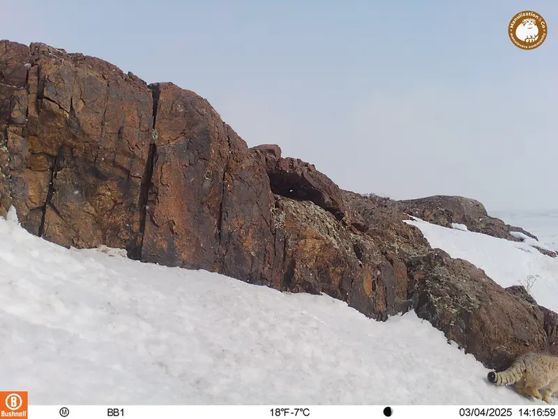 A photograph of Otocolobus manul manul from Aktas-Kunkora camera trap