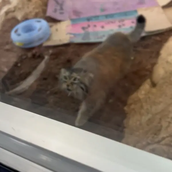 A photograph of a Pallas's cat in Mill Mountain Zoo