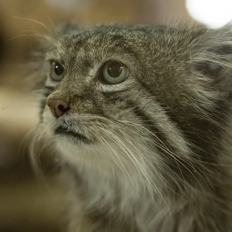 A photograph of Klyon in Ueno Zoological Gardens