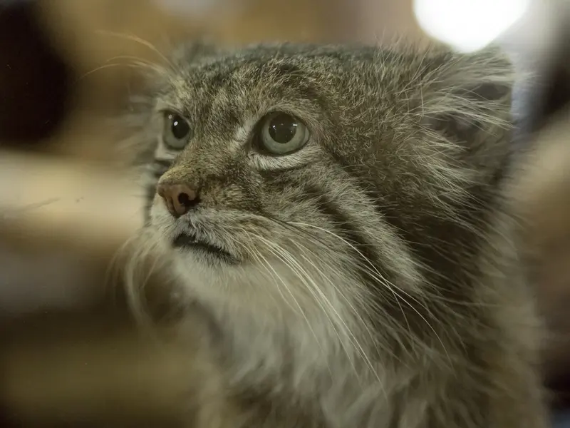 A photograph of Klyon in Ueno Zoological Gardens