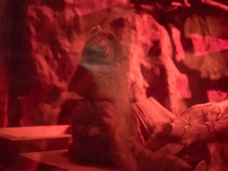 A photograph of Naim in Ueno Zoological Gardens