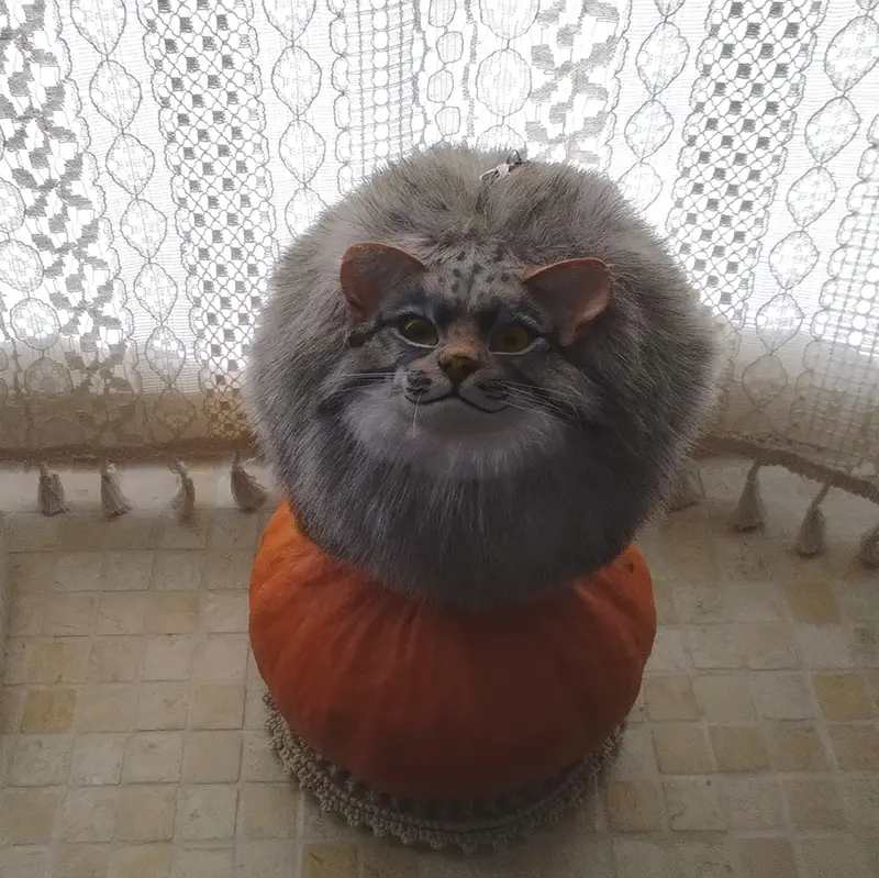 A photograph of a Pallas's cat