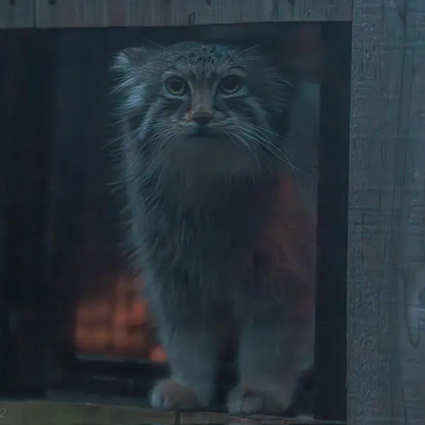 A photograph of Lotos in Saitama Children&#039;s Zoo