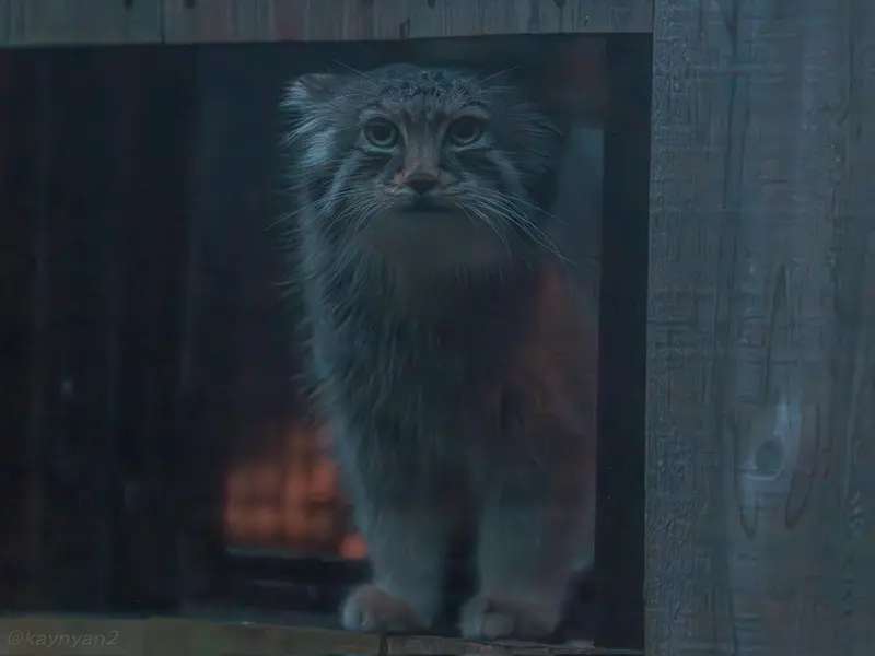 A photograph of Lotos in Saitama Children&#039;s Zoo