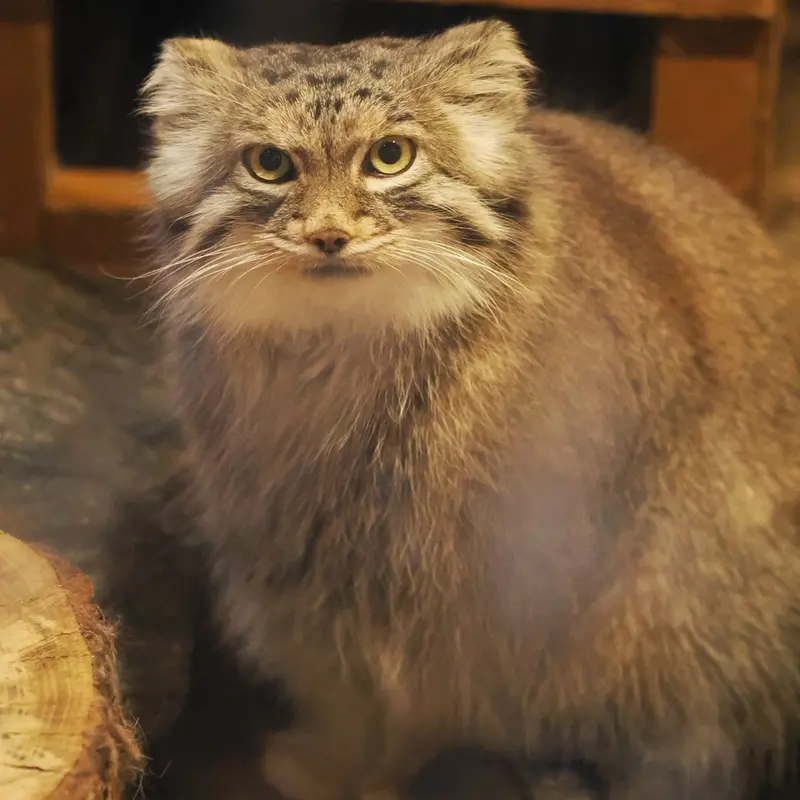 A photograph of Oliva in Saitama Children's Zoo
