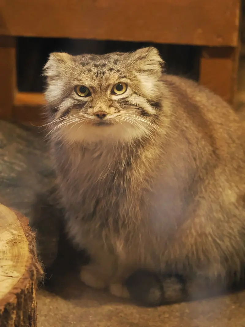 A photograph of Oliva in Saitama Children's Zoo