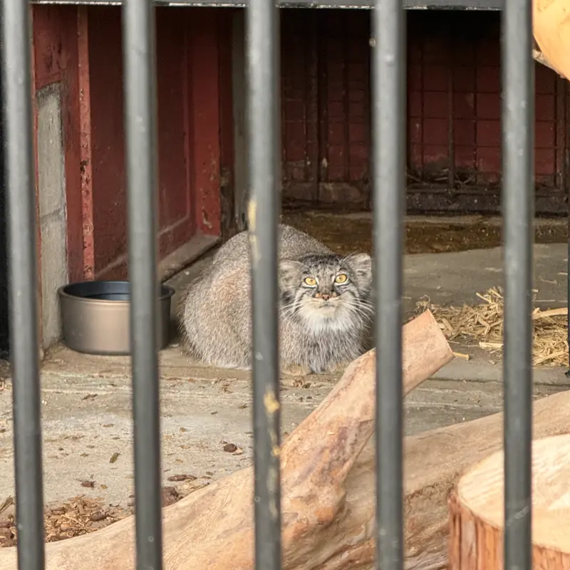 A photograph of Mei in Gokatsuraike Animal Park