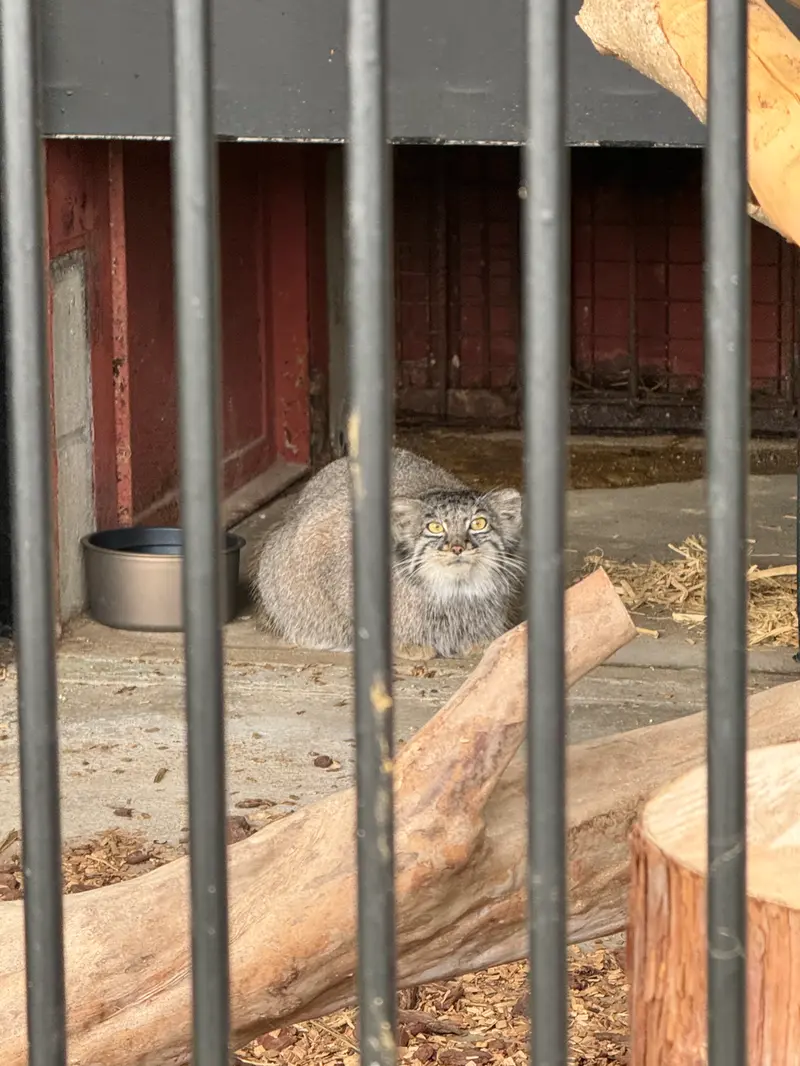 A photograph of Mei in Gokatsuraike Animal Park