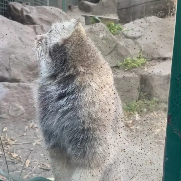 A photograph of Boris Ⅱ in Budapest Zoo & Botanical Garden