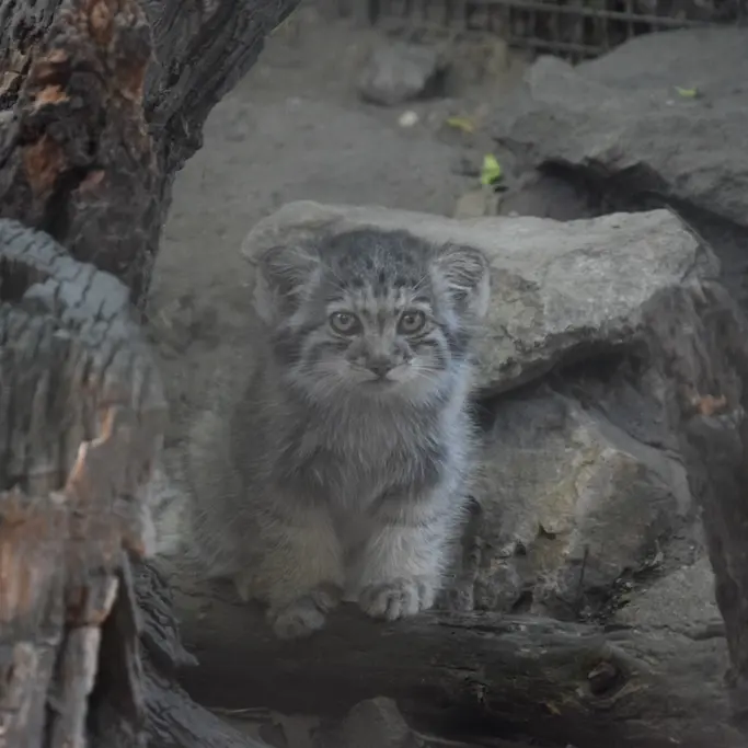 A photograph of Boris Ⅱ in Budapest Zoo & Botanical Garden