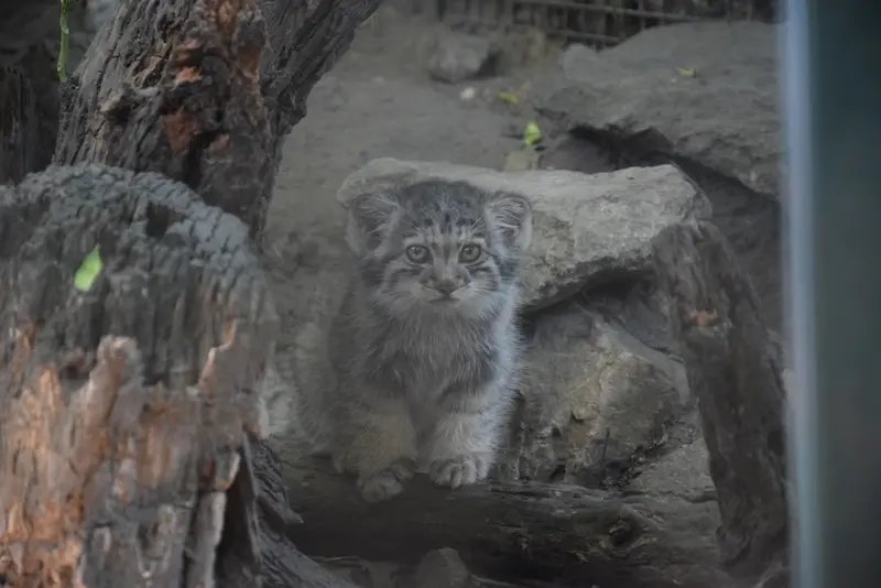 A photograph of Son of Lucy b. 2026 in Budapest Zoo & Botanical Garden