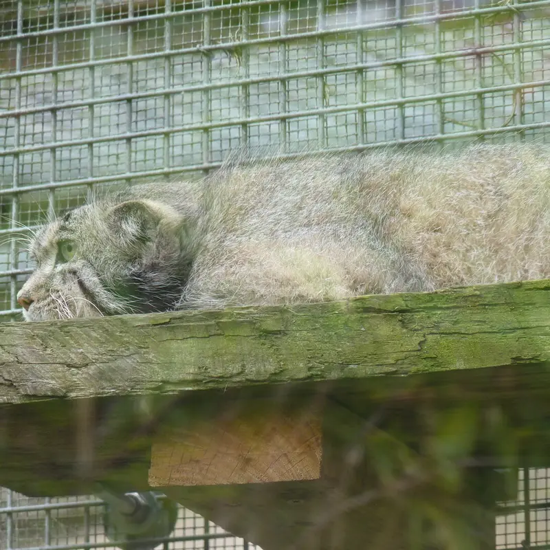 A photograph of Akiko in Edinburgh Zoo