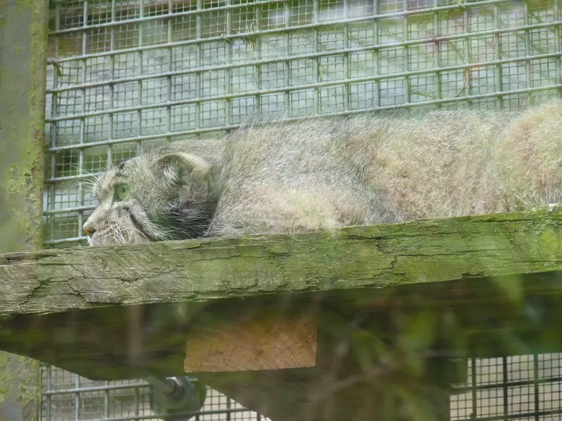 A photograph of Akiko in Edinburgh Zoo