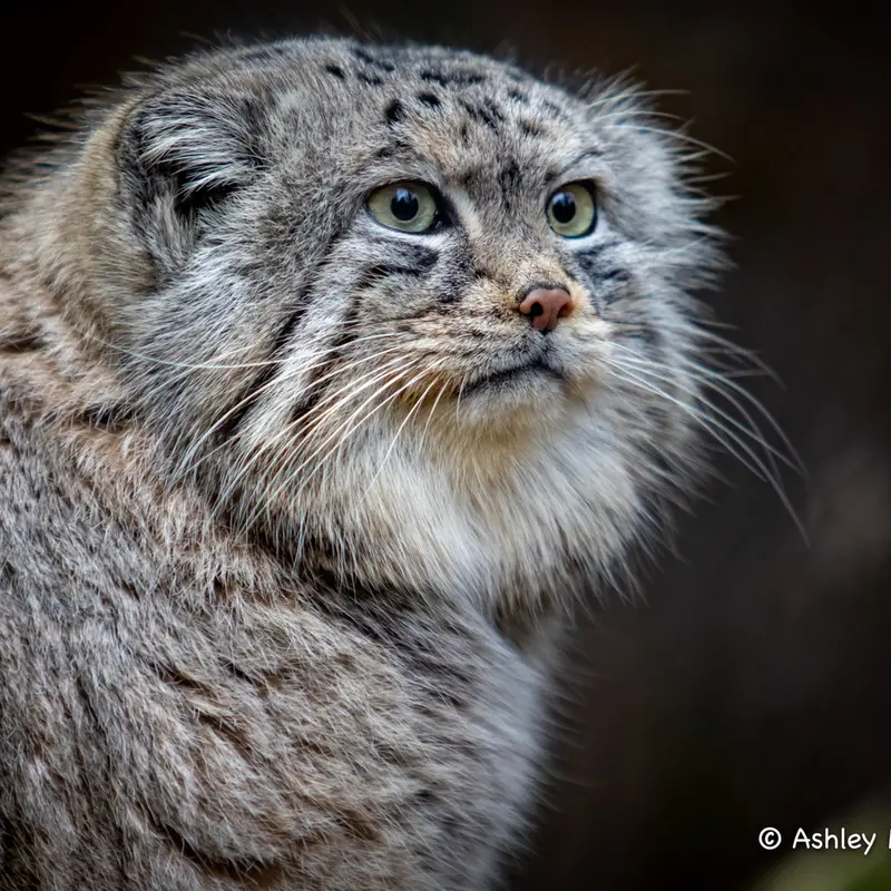 A photograph of Tull in Cotswold Wildlife Park and Gardens