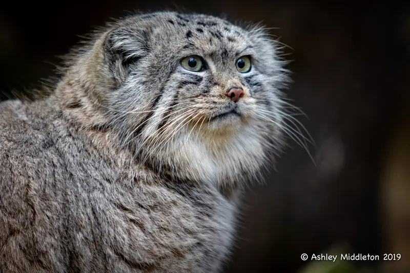 A photograph of Tull in Cotswold Wildlife Park and Gardens