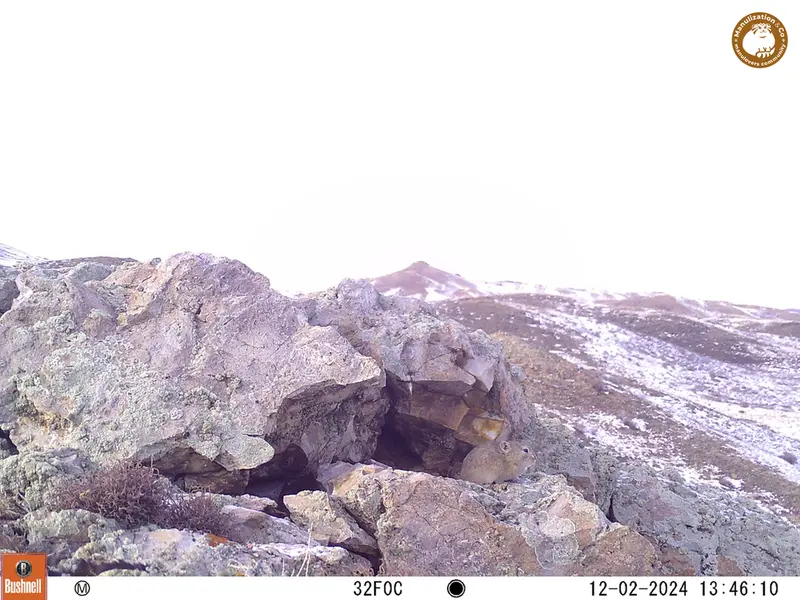 A photograph of Pika from Besshoky 1 camera trap