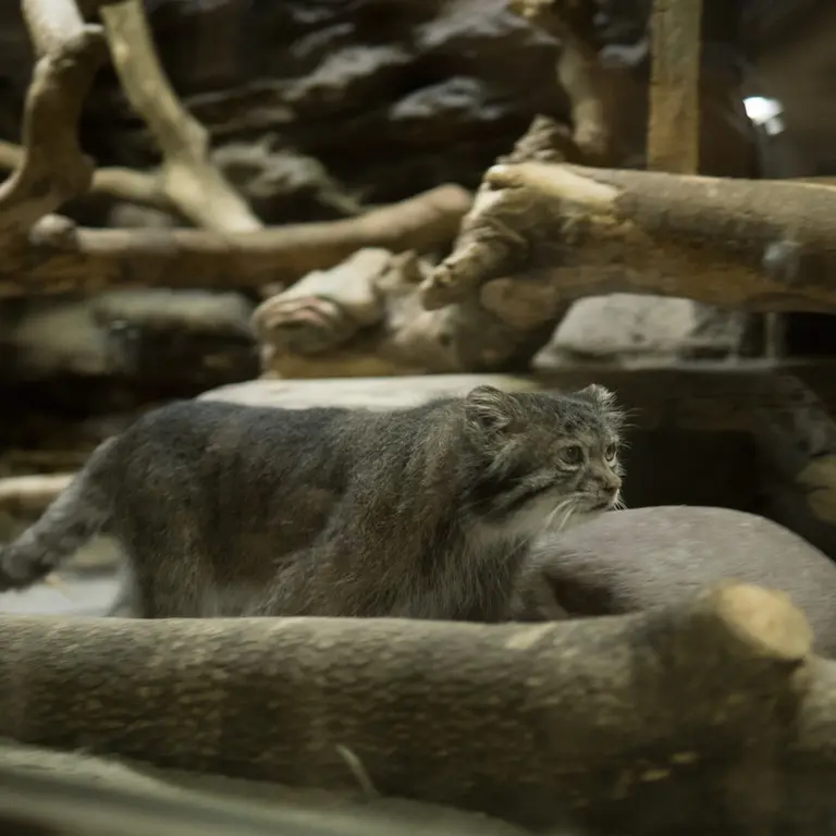 A photograph of Klyon in Ueno Zoological Gardens