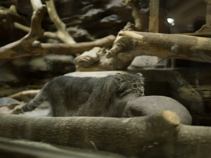 A photograph of Klyon in Ueno Zoological Gardens