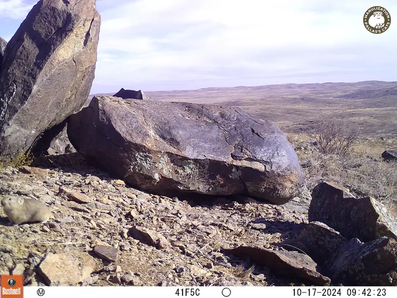 A photograph of Kazakh pika from Koshkar camera trap