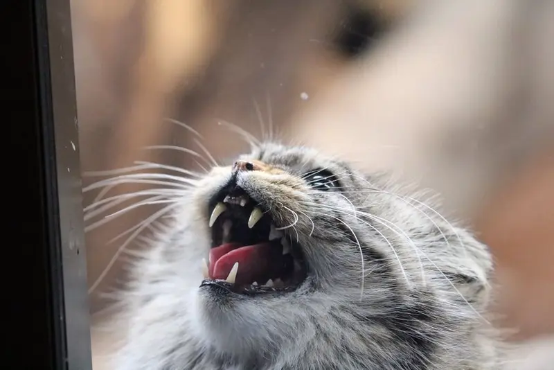 A photograph of a Pallas's cat