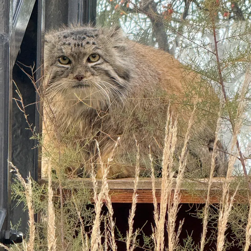 A photograph of Spay in Prague Zoo