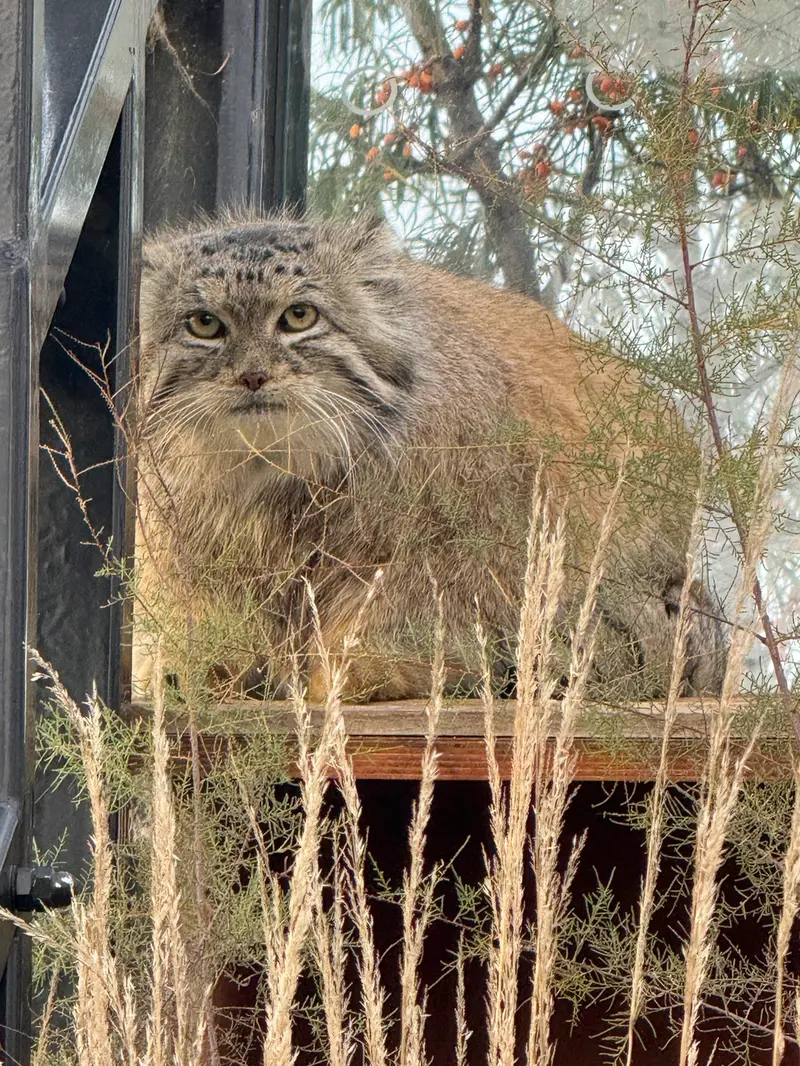 A photograph of Spay in Prague Zoo