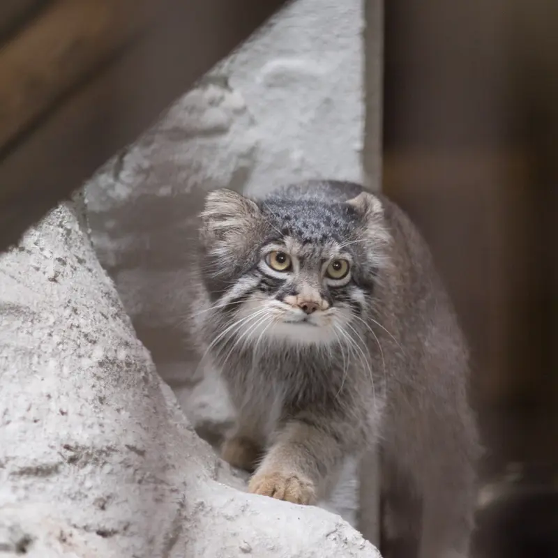 A photograph of Figa in Nogeyama Zoo