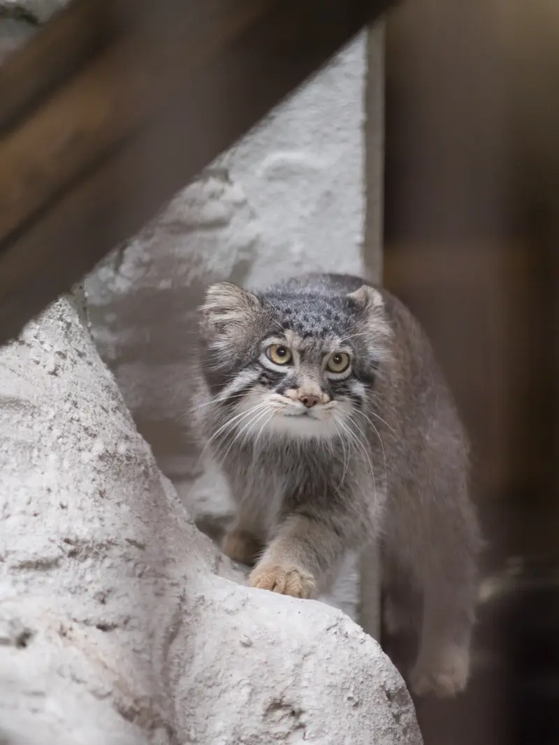 A photograph of Figa in Nogeyama Zoo