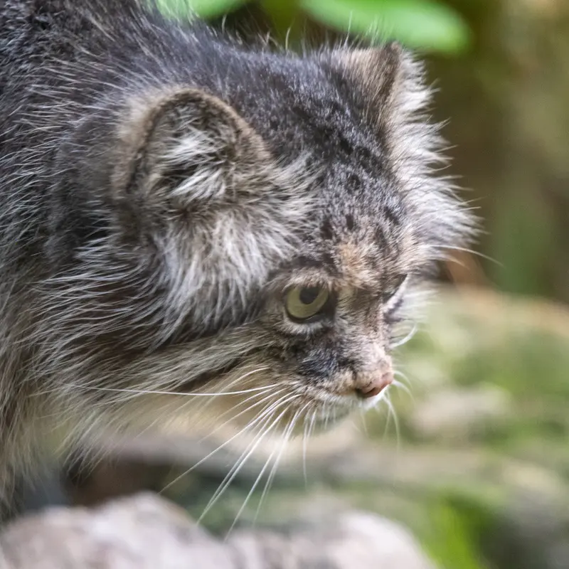 A photograph of Pazzo in Łódź Zoo