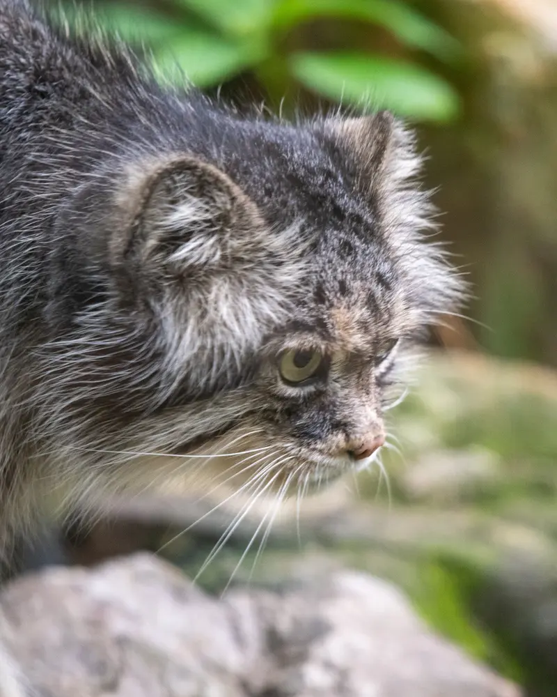 A photograph of Pazzo in Łódź Zoo