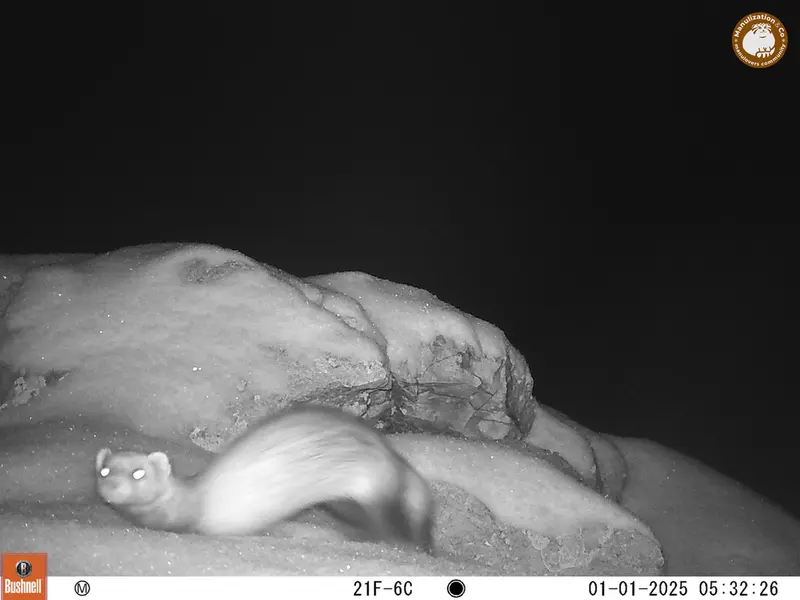A photograph of Steppe polecat from Besshoky 1 camera trap