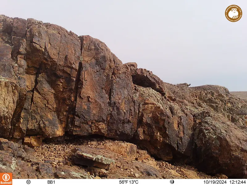 A photograph of Otocolobus manul manul from Aktas-Kunkora camera trap