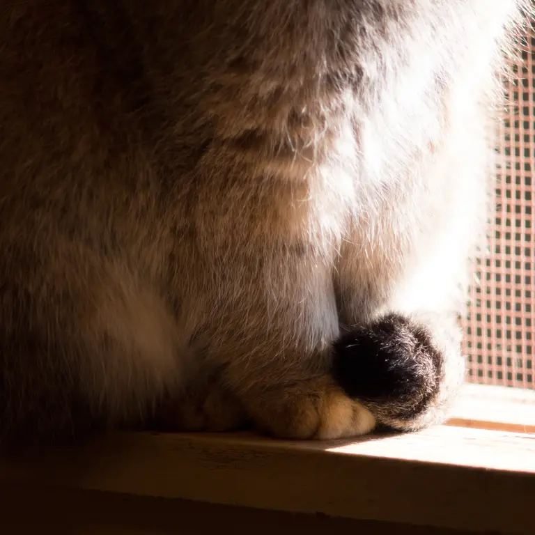 A photograph of Lotos in Saitama Children's Zoo