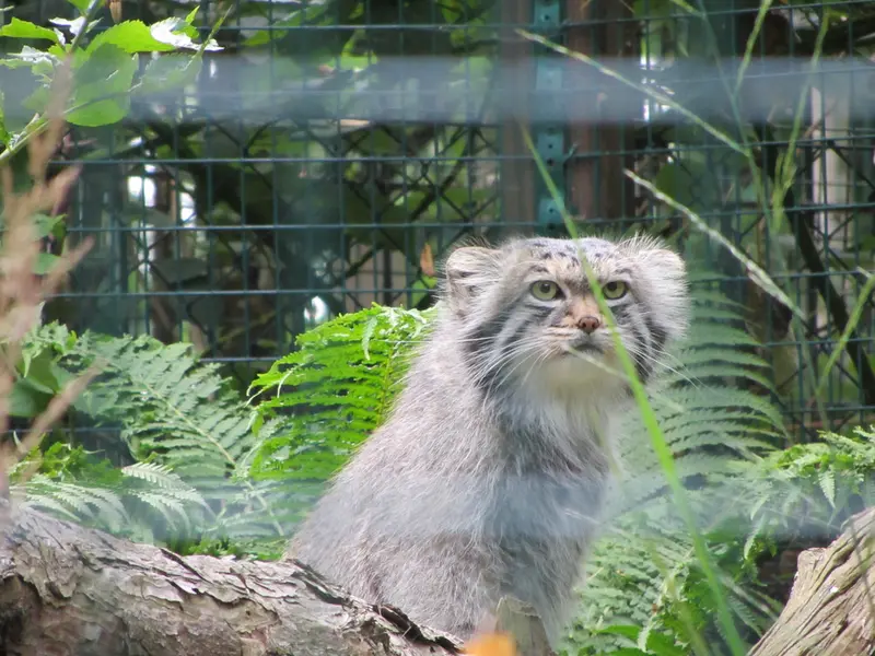 A photograph of Manni in Dessau Zoo